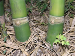 Bambusa odashimae Odashimae Bamboo